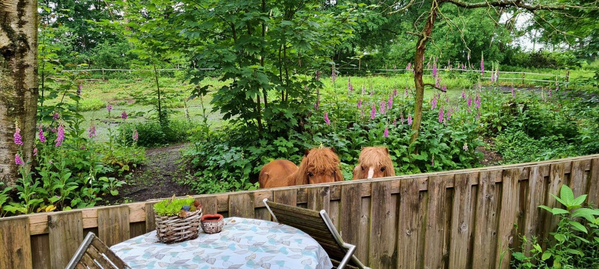 Rust En Stilte In De Natuur Onstwedde Eksteriør billede